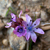 Autumn squill (Σκίλλα η φθινοπωρινή)