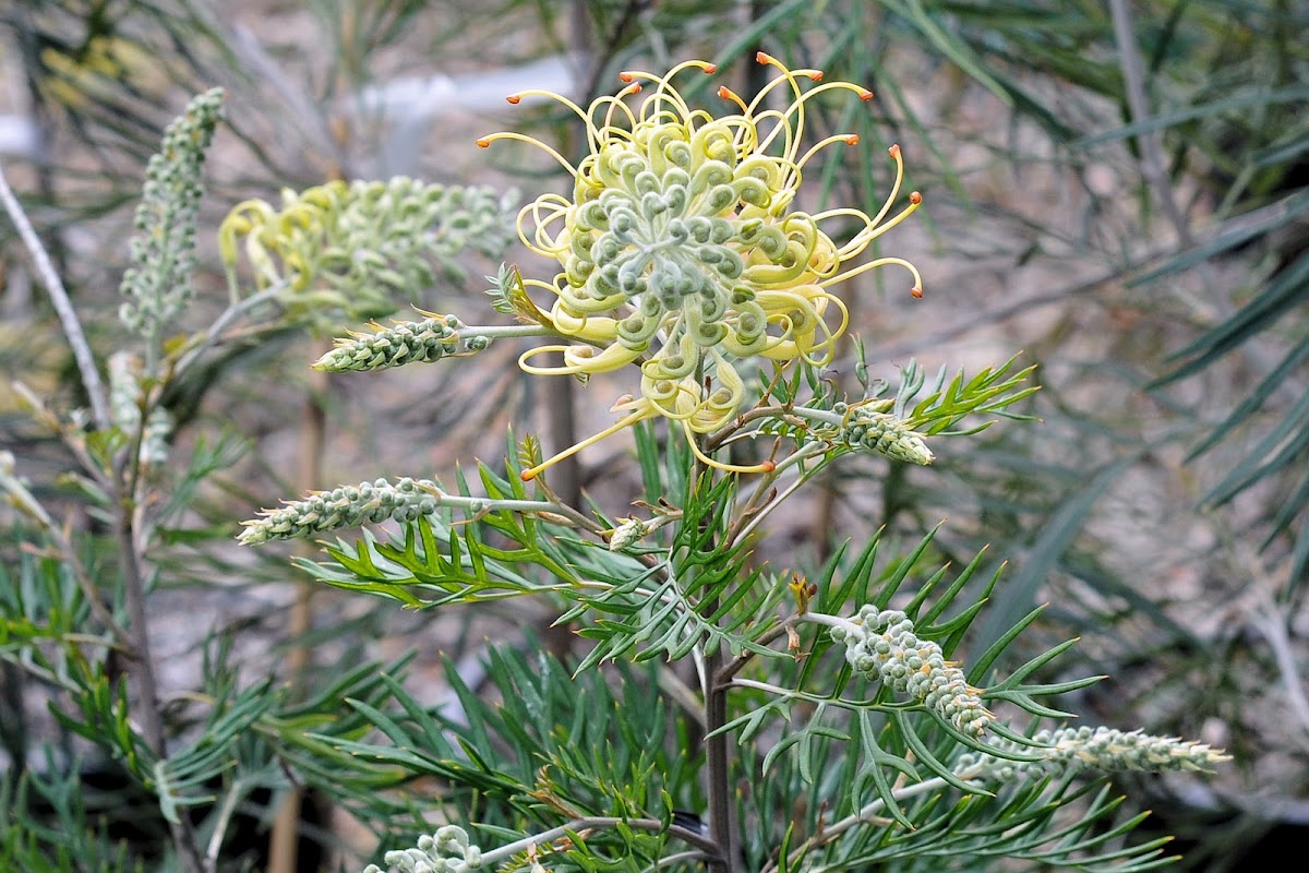 Grevillea 'Peaches and Cream'