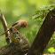 vinous-throated parrotbill