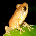 Tree frog