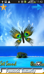 Peacock Butterfly poster 11