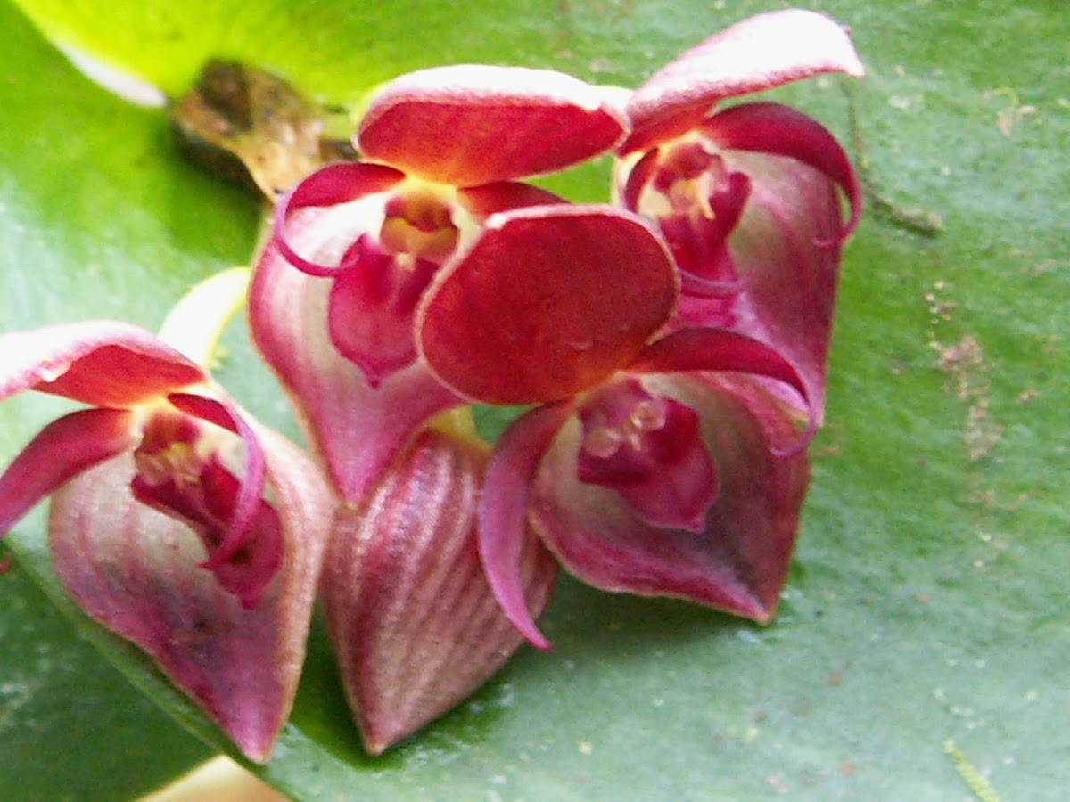 Orquidea Pleurothallis
