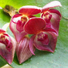 Orquidea Pleurothallis