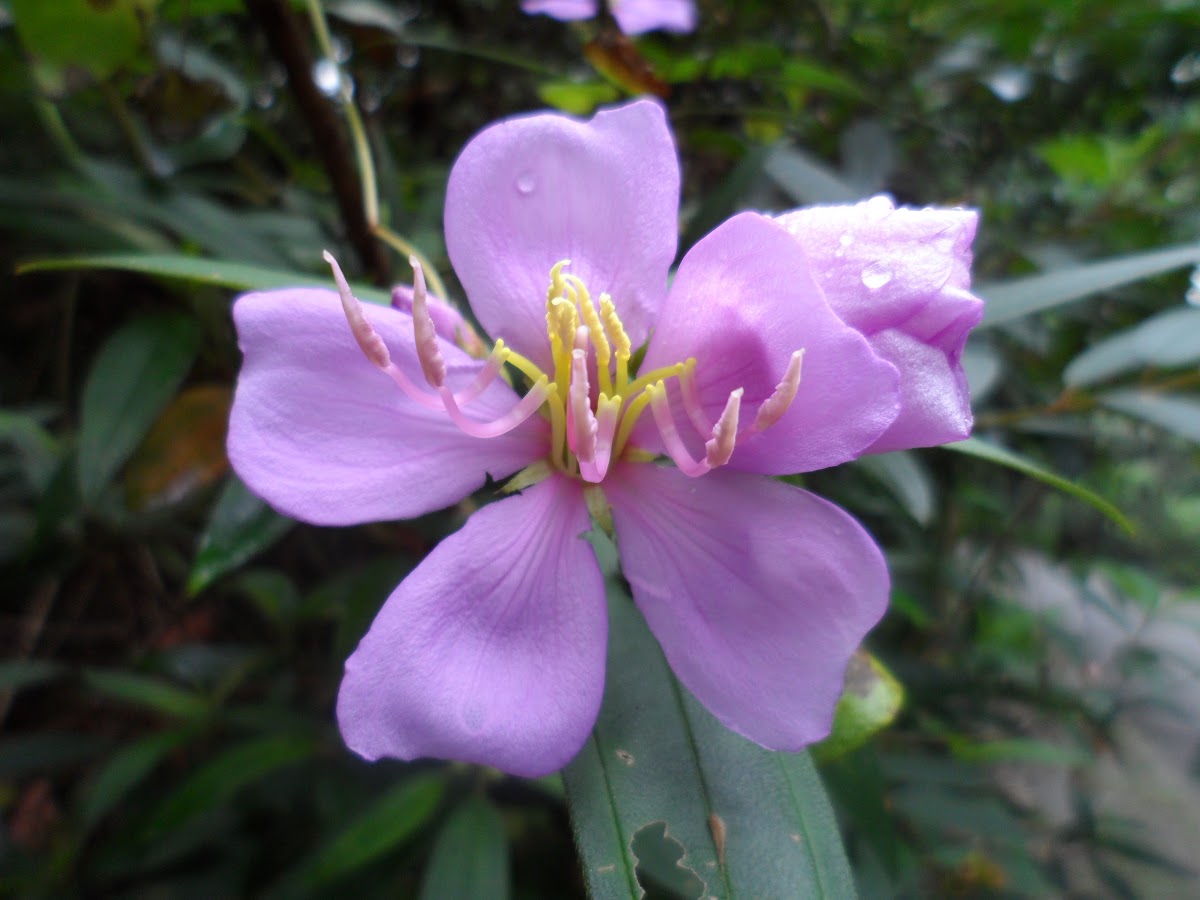 Senduduk / Singapore rhododendron