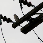 Cooper's hawk