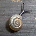 Quick Gloss Snail
