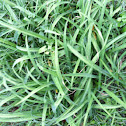 Common grass