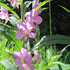 Fireweed