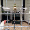 Dragonfly Libelle