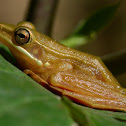 Brown stream frog