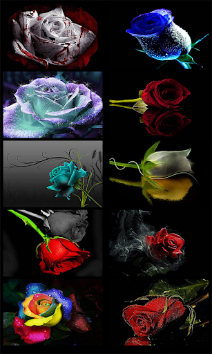 Flower of Love - Rose