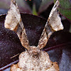 EPIPLEMIINE MOTH