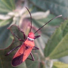 [G] Cotton Stainer Bug