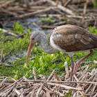 White Ibis