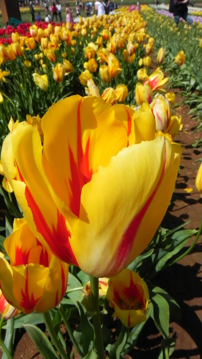 Tulips- Different types