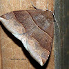 Maple Looper Moth