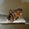 Spotted-eye hoverfly