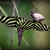 Zebra Longwing