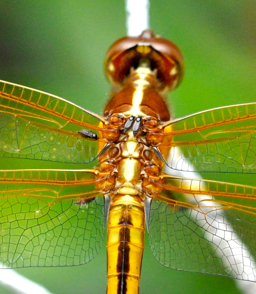 Dragonfly Mites