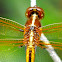 Dragonfly Mites
