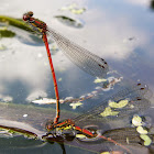 Large red damselfly