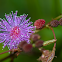 Sensitive Plant