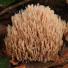 Ramaria