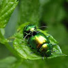 (Golden) Leaf beetle mating