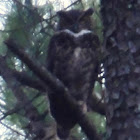 Great Horned Owl