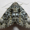 False Underwing Moth