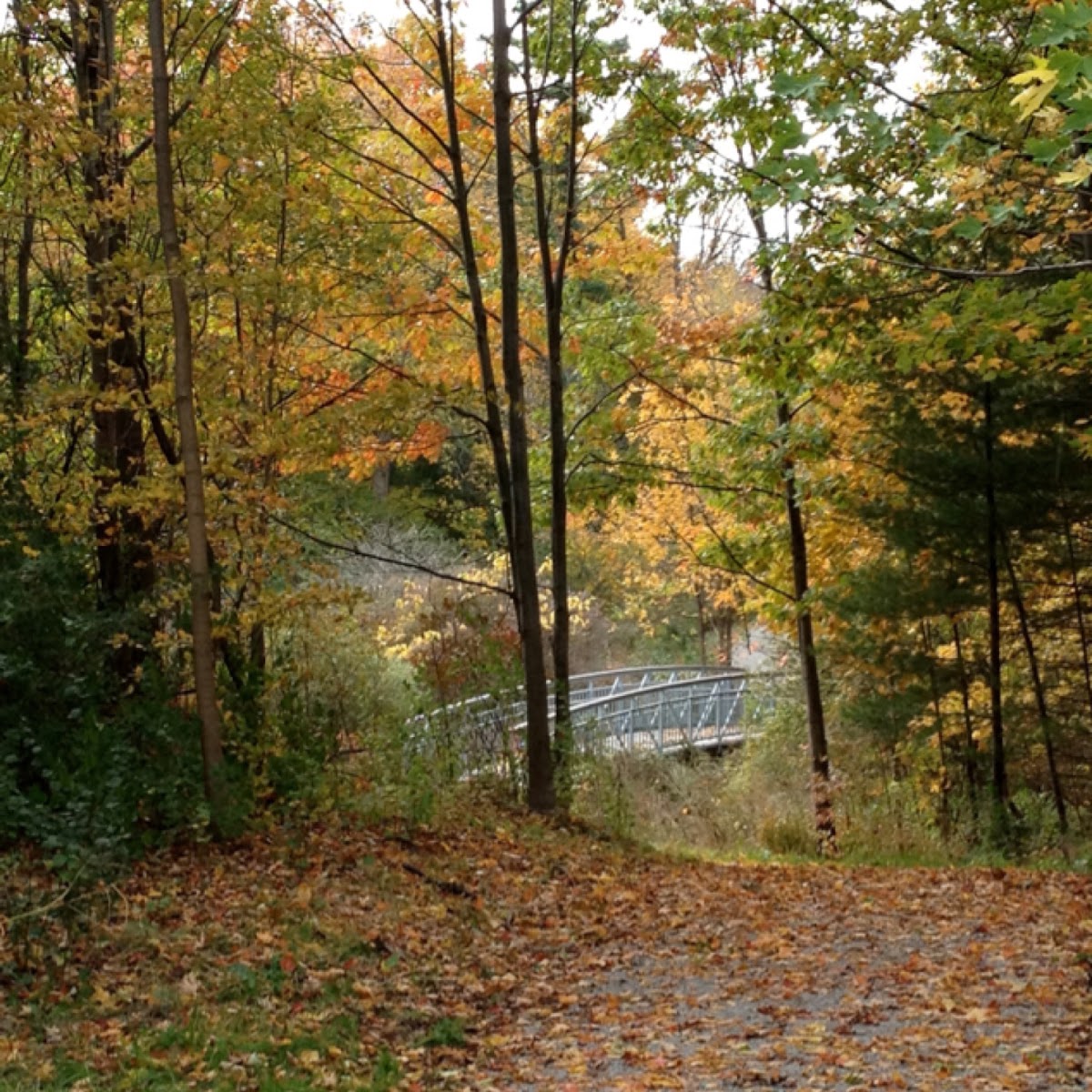 Fall scenery