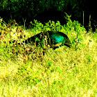 Green Peafowl/Java Peafowl/Merak Hijau