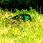 Green Peafowl/Java Peafowl/Merak Hijau