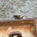 Wall lizard
