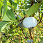 High Bush Blueberry