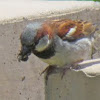 European House Sparrow (male)