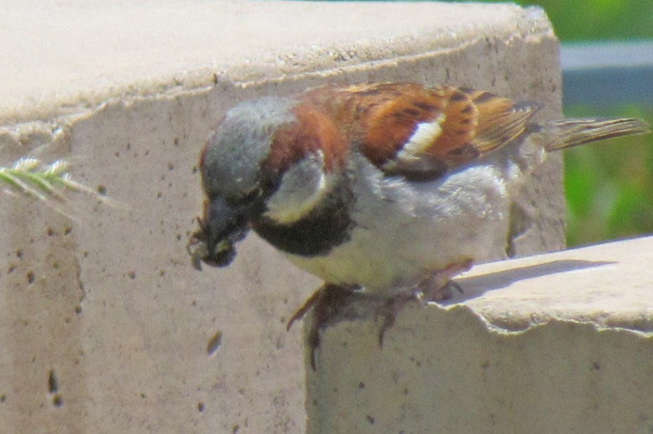 European House Sparrow (male)