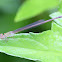 Redtail Damselfly with parasite