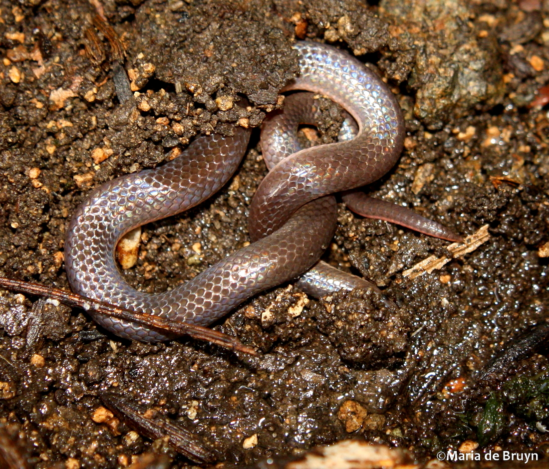 Eastern worm snake