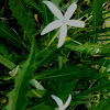 Star of Bethlehem or Hippobroma longiflora