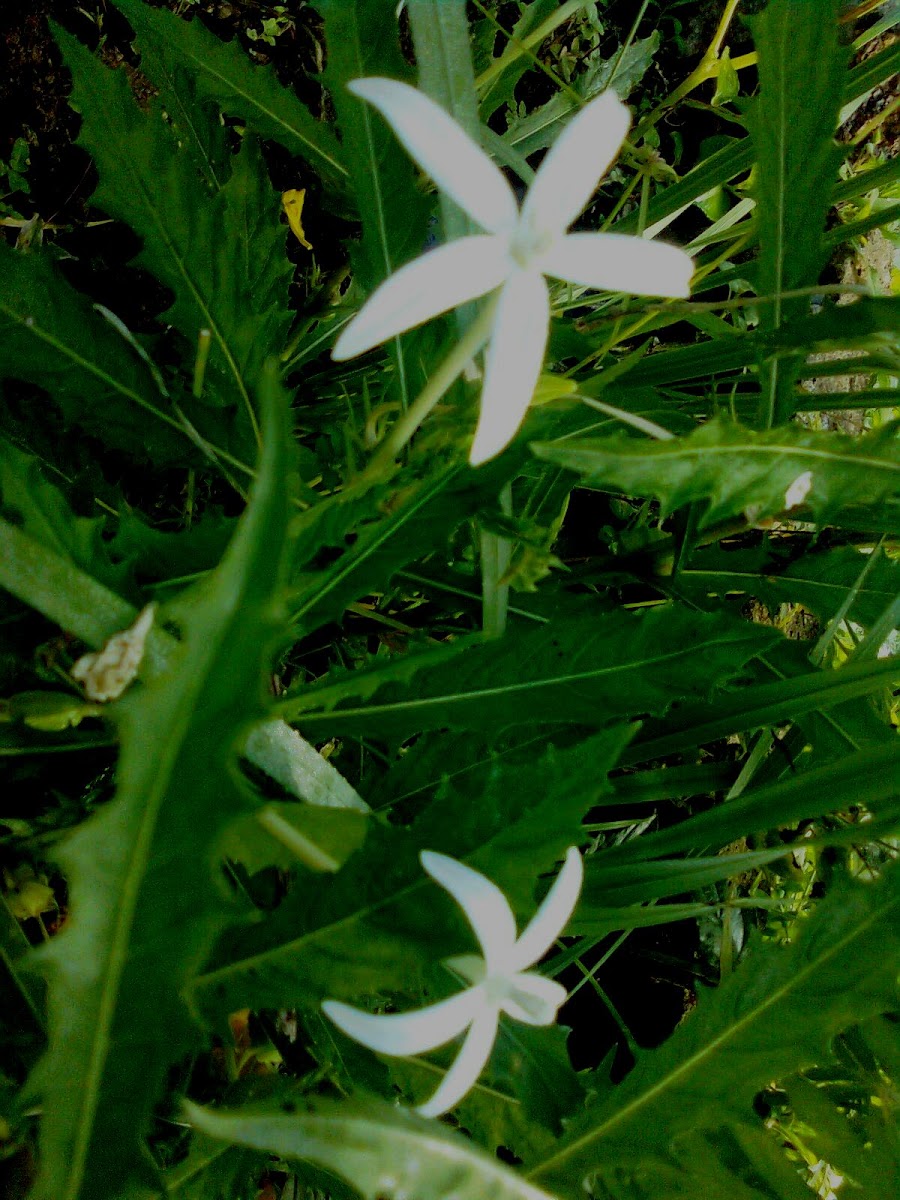 Star of Bethlehem or Hippobroma longiflora