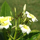 Frangipani