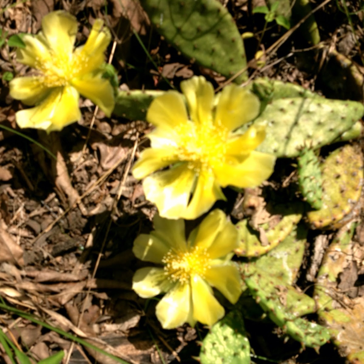 Prickly pear blooming?