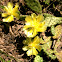 Prickly pear blooming?