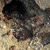 Rough Harvester Ant