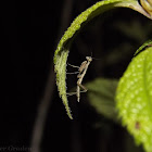 European Mantis (nymph)