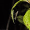 European Mantis (nymph)