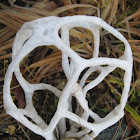basket fungus