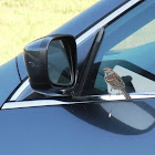 Chipping Sparrow (Attacking Its Own Reflection in a Car Mirror)