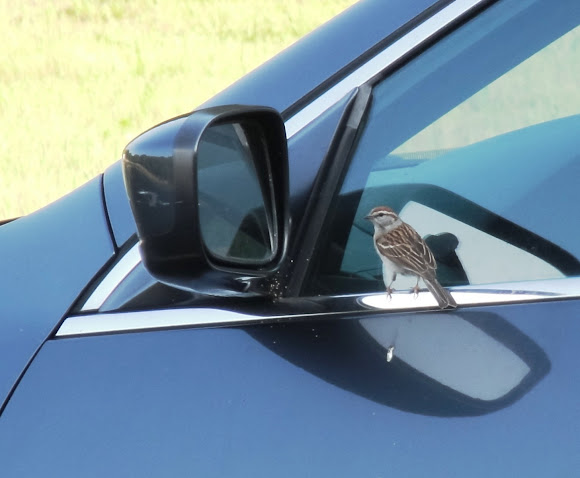Chipping Sparrow (Attacking Its Own Reflection in a Car Mirror
